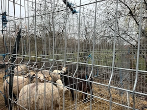 Capre de vanzare - imagine 3