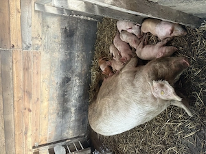 Vând scroafa cu purcei - imagine 2