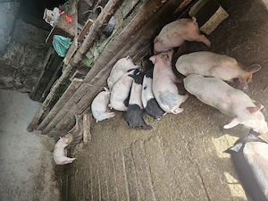 Purcei de vanzare - imagine 2