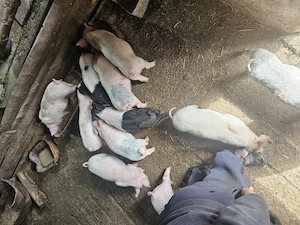 Purcei de vanzare - imagine 3