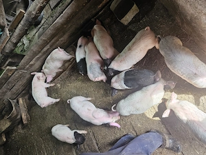 Purcei de vanzare - imagine 4