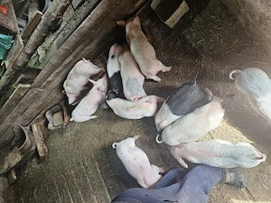 Purcei de vanzare - imagine 5