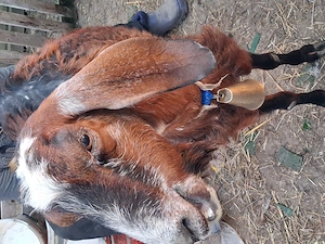 capre Anglonubiene vand