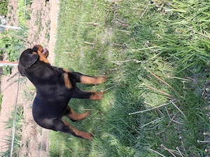Catelusa de Rottweiler din parinti cu pedigree - imagine 4