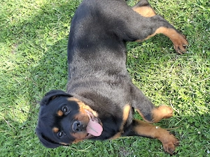 Catelusa de Rottweiler din parinti cu pedigree