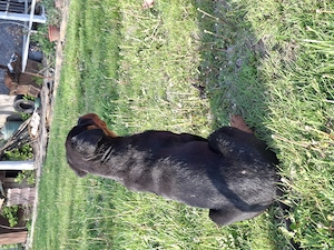 Catelusa de Rottweiler din parinti cu pedigree - imagine 5