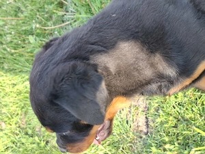 Catelusa de Rottweiler din parinti cu pedigree - imagine 3
