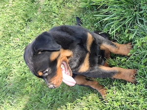 Catelusa de Rottweiler din parinti cu pedigree - imagine 2
