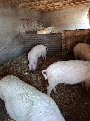 vier pietran si scrofite gestante  - imagine 5
