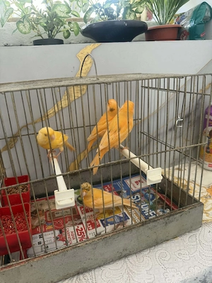 Canari de vînzare inelați pui de anul ăsta, timbrado și de culoare. Din ianuarie și februarie. 