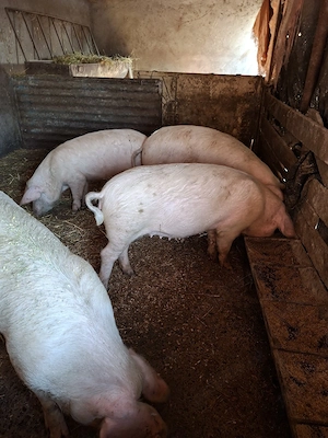 vier pietran si scrofite gestante  - imagine 4