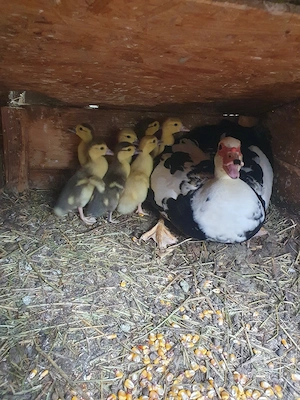 vînd pui de rață mută 