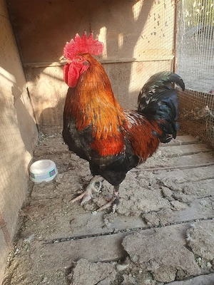 vînd cocoș marans 