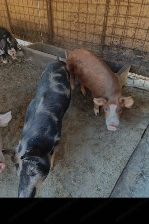 Vand porci - imagine 2