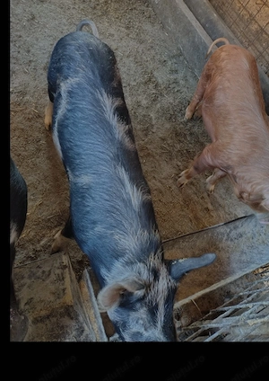 Vand porci - imagine 3