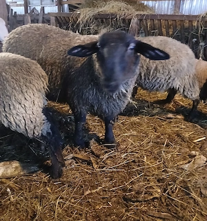 berbecut sufflok  - imagine 2