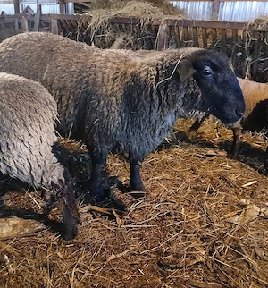 berbecut sufflok  - imagine 3