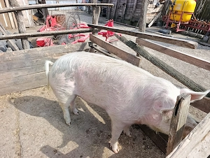 Vând porc rasă de carne, crescut natural 