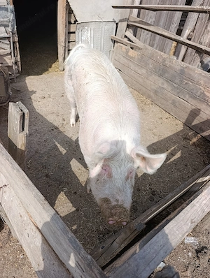 Vând porc rasă de carne, crescut natural  - imagine 2