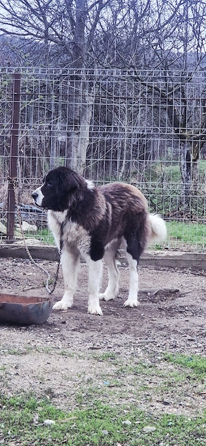 Ciobanesc romanesc de bucovina