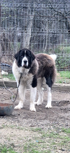 Ciobanesc roma esc de bucovina