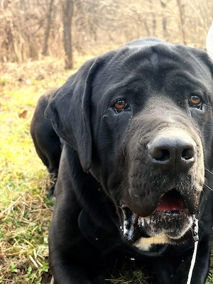 Cane corso adopție 
