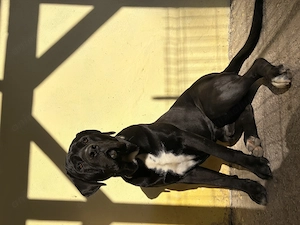 Cane corso adopție  - imagine 3