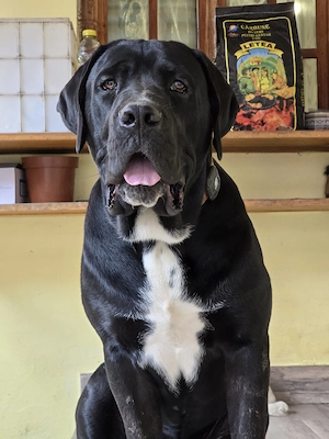Cane corso adopție  - imagine 2