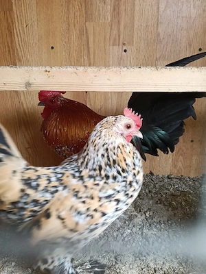 găini și cocoș mii de flori 