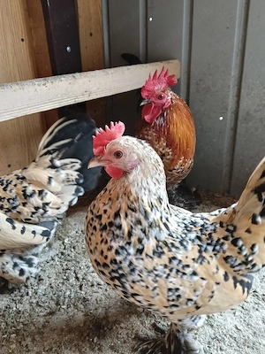 găini și cocoș mii de flori 
