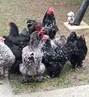 cocoș porțelan și găini  - imagine 4