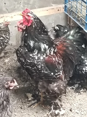 cocoș porțelan și găini  - imagine 3