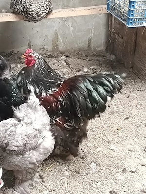 cocoș porțelan și găini  - imagine 5