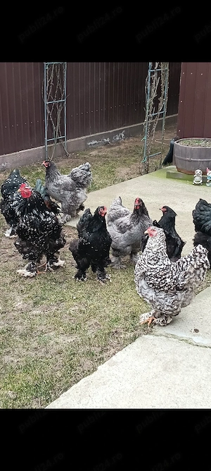 cocoș porțelan și găini  - imagine 2