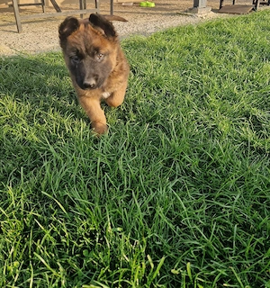 Ciobănesc belgian malinois 