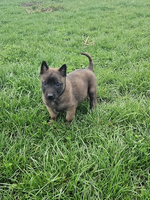 ciobănesc belgian malinois 