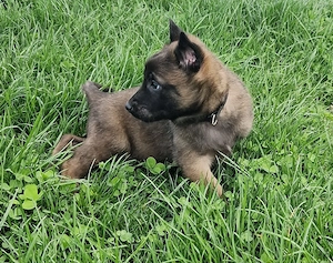 ciobănesc belgian malinois  - imagine 3