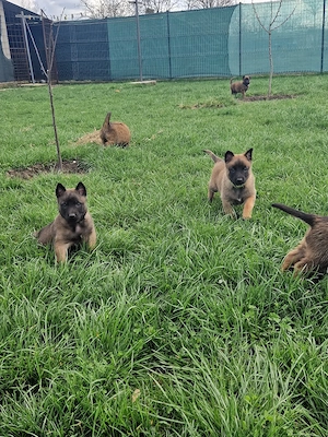 ciobănesc belgian malinois  - imagine 5