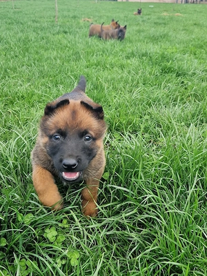 ciobănesc belgian malinois  - imagine 4