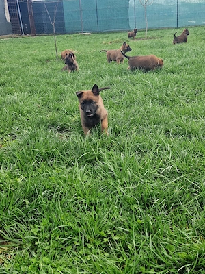 Ciobănesc belgian malinois  - imagine 5