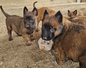Ciobănesc belgian malinois  - imagine 3
