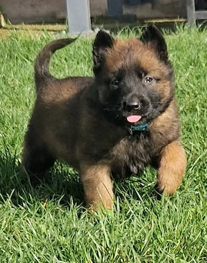 Ciobănesc belgian malinois  - imagine 2