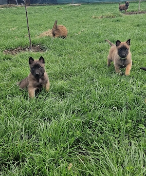 Ciobănesc belgian malinois  - imagine 4