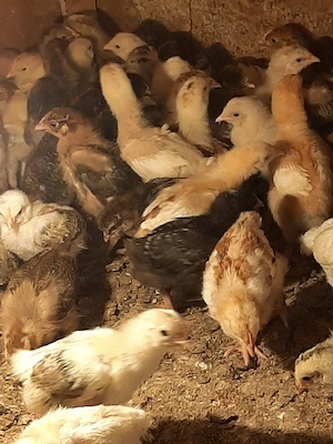 vând pui de găină de țară