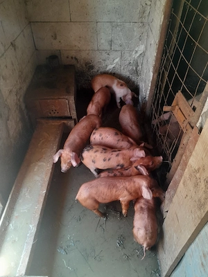 vând purcei duroc  - imagine 2