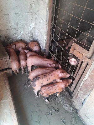 vând purcei duroc  - imagine 4