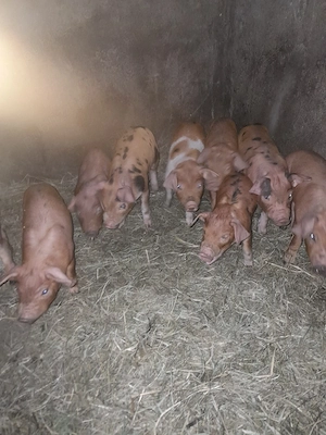 vând purcei duroc  - imagine 3