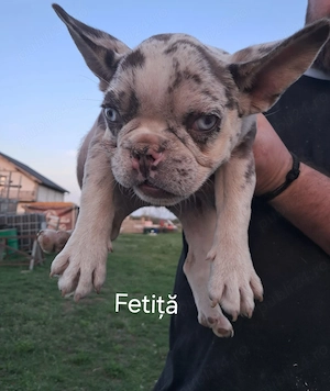 Bulldog Francez Merle  - imagine 3