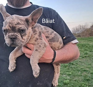 Bulldog Francez Merle  - imagine 4