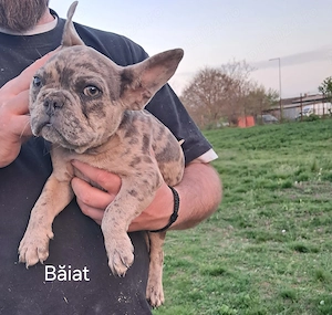 Bulldog Francez Merle 